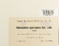 Heterocladium dimorphum image