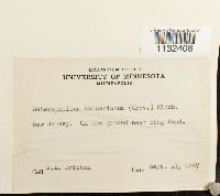 Callicladium haldanianum image