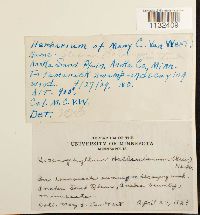 Callicladium haldanianum image