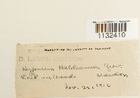 Callicladium haldanianum image