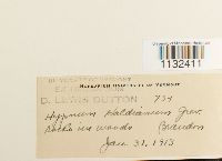 Callicladium haldanianum image