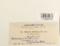 Callicladium haldanianum image