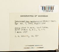 Callicladium haldanianum image