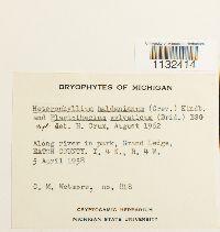 Callicladium haldanianum image