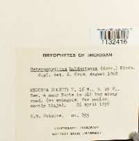 Callicladium haldanianum image