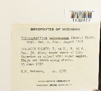 Callicladium haldanianum image