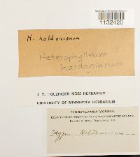 Callicladium haldanianum image