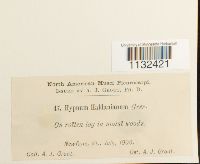 Callicladium haldanianum image