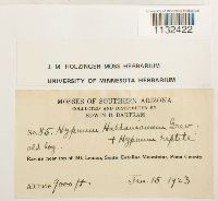 Callicladium haldanianum image