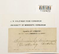 Callicladium haldanianum image