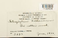 Callicladium haldanianum image