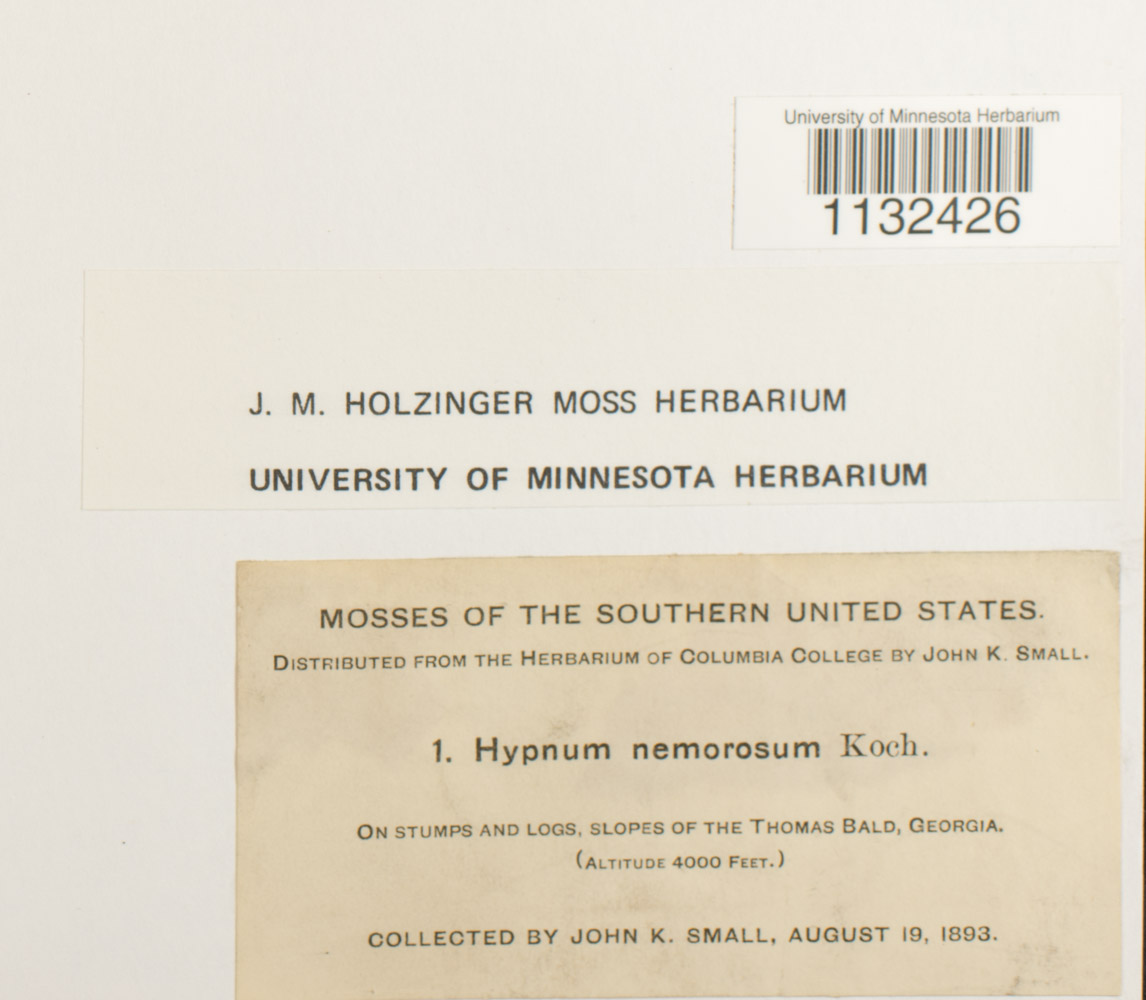 Heterophyllium image
