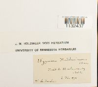 Callicladium haldanianum image