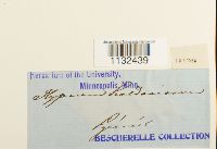 Callicladium haldanianum image