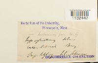 Callicladium haldanianum image