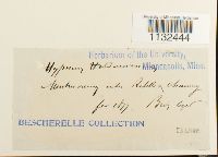 Callicladium haldanianum image