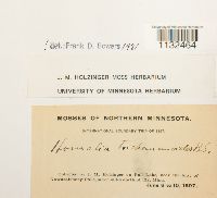 thumbnail image of current specimen