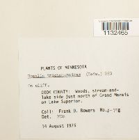 thumbnail image of current specimen