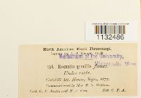 thumbnail image of current specimen