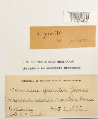 Homalia trichomanoides image