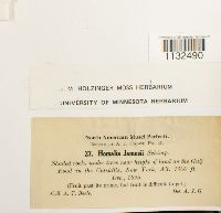 Homalia trichomanoides image