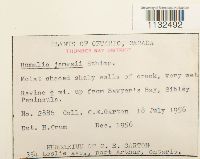 Homalia trichomanoides image
