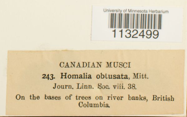 Homalia obtusata image