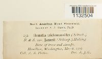 Homalia trichomanoides image