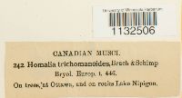 Homalia trichomanoides image