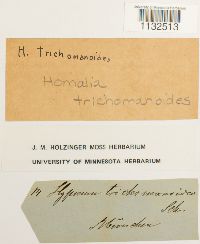Homalia trichomanoides image