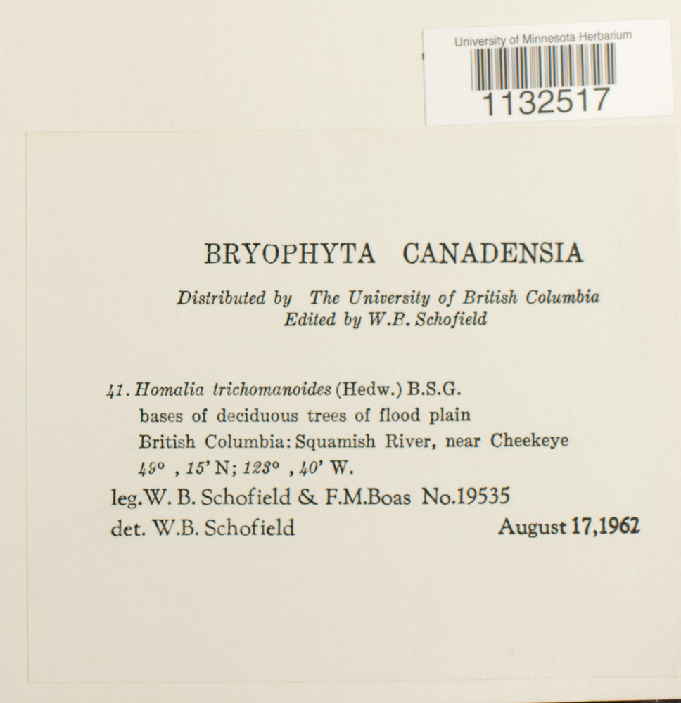 Homalia trichomanoides image