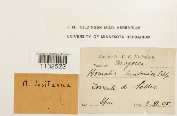 Homalia lusitanica image
