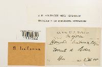 Image of Homalia lusitanica