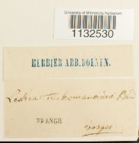 thumbnail image of current specimen