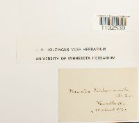 Homalia trichomanoides image