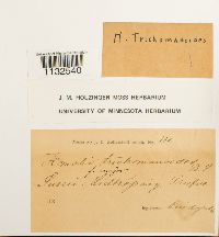 Homalia trichomanoides image