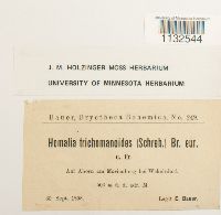 Homalia trichomanoides image