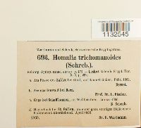Homalia trichomanoides image