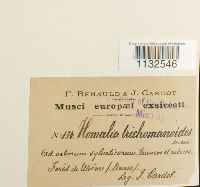Homalia trichomanoides image