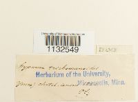 Homalia trichomanoides image