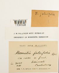Image of Homalia falcifolia
