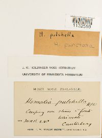 Image of Homalia punctata