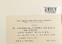 Homalothecium pinnatifidum image