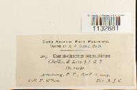 Homalothecium pinnatifidum image