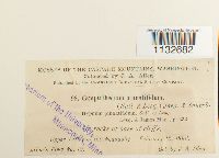 Homalothecium pinnatifidum image