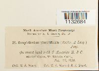 Homalothecium pinnatifidum image