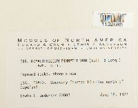 Homalothecium pinnatifidum image