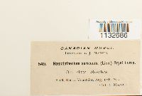 Homalothecium sericeum image