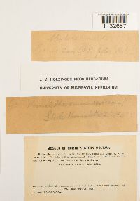 Homalothecium sericeum image