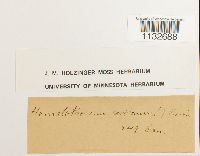 Homalothecium sericeum image